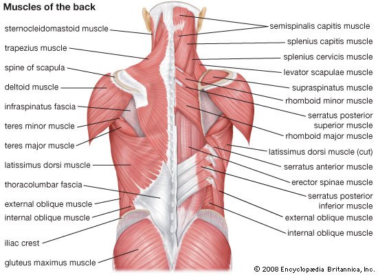 C:\Users\ASUS\Downloads\back-muscles-diagram.jpg