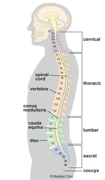 C:\Users\ASUS\Downloads\pe-anatomyspine-fig2.jpg