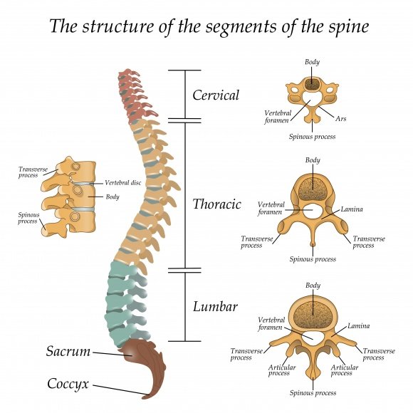 C:\Users\ASUS\Downloads\segments_spine_labeled_shutterstock_534669922.jpg