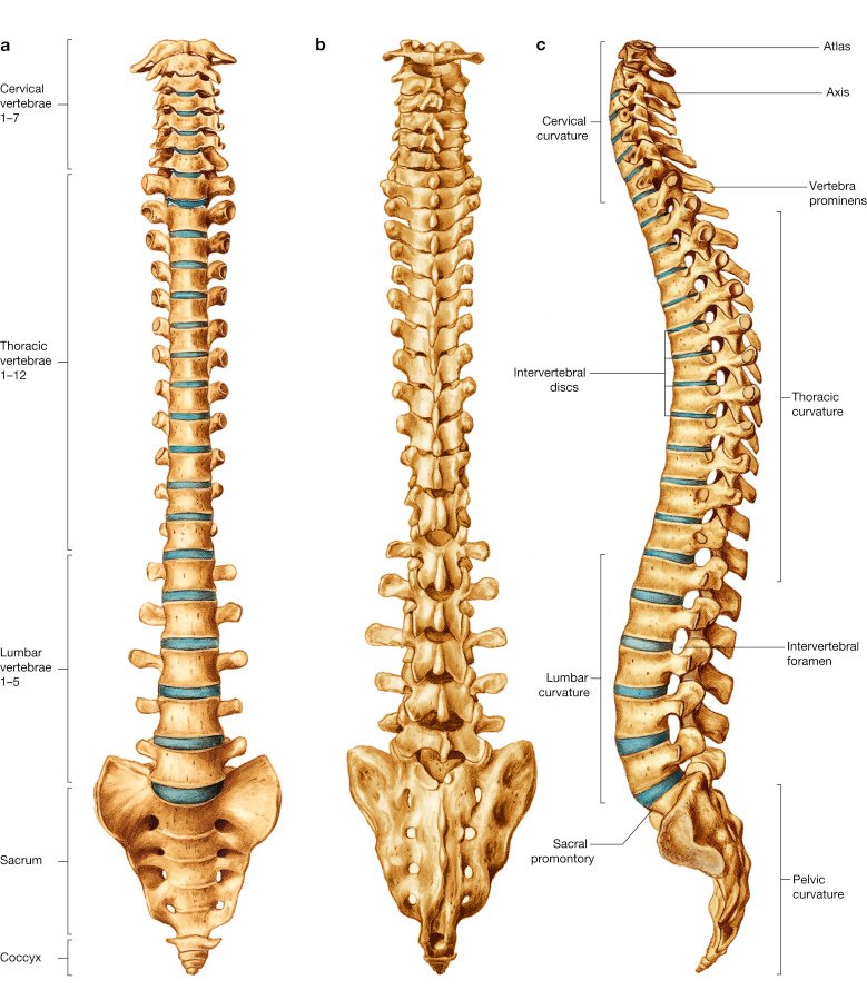 C:\Users\ASUS\Downloads\Spinal Column.jpg